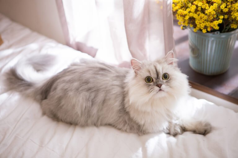 こちらを見上げる猫